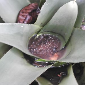 Dart frog eggs (prob. Epipedobates anthonyi)