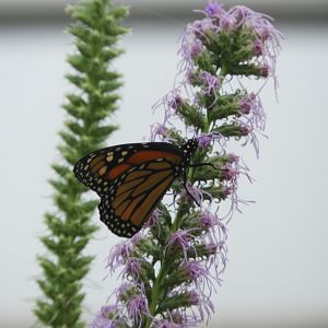 Monarch (Danaus plexippus)
