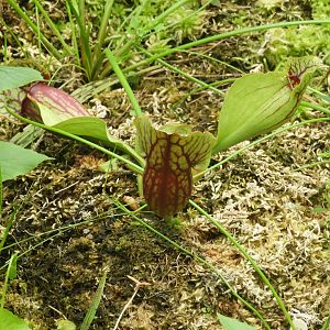 Purple Pitcher Plant (Sarracenia purpurea)