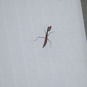 Carolina Mantis (Stagmomantis carolina)