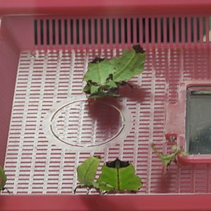 Leaf Insects (Phyllium philippinicum)