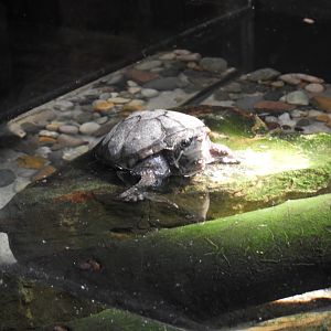 Common Musk Turtle (Sternotherus odoratus)