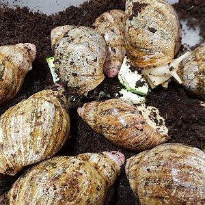 Archachatina marginata suturalis