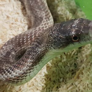 Pantherophis obseleta rusty