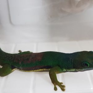 Phelsuma lineata