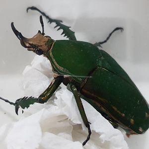 Mecynorhina torquata - male