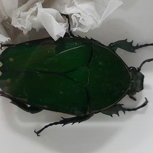 Mecynorhina torquata - female