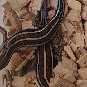 Mabuya quinquetiniata