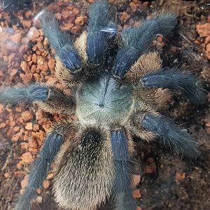 Monocentropus balfouri