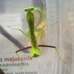 Australian giant mantis - Hierodula majuscula