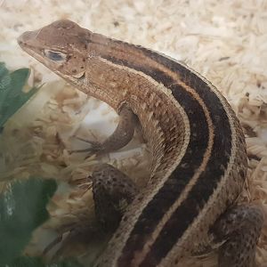 Tracheloptychus madagascariensis