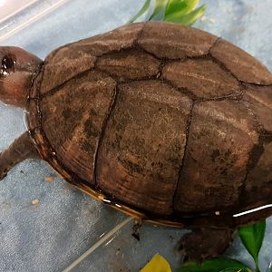 Kinosternon scorpioides