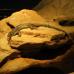 Desert Grasslands Whiptail Lizard (Aspidoscelis uniparens)