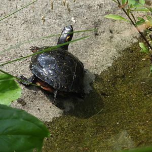 Spotted Turtle (Clemmys guttata)