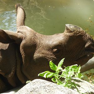 Indian Rhinoceros (Rhinoceros unicornis)