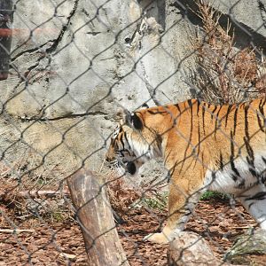 Amur Tiger (Panthera tigris tigris)