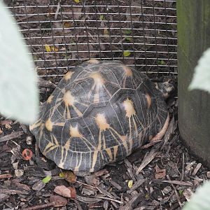 Radiated Tortoise (Astrochelys radiata)