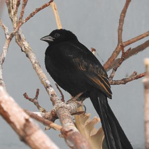 Red-collared Widowbird (Euplectes ardens)
