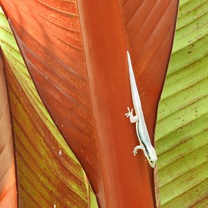 Yellow-headed Day Gecko (Phelsuma klemmeri)