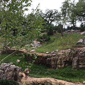 Takin and goral exhibit