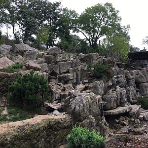 Takin and goral exhibit