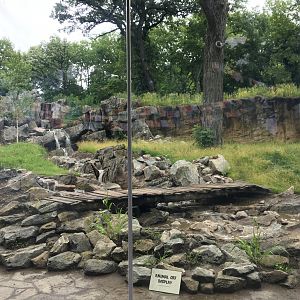 Amur tiger exhibit