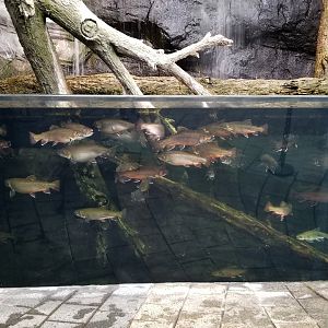 Entrance tank - Maryland Watershed