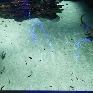 Blacktip Reef - Zebra Shark and fishes