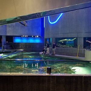 Blacktip Reef from ground floor