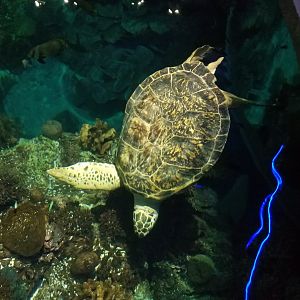 Calypso the green sea turtle