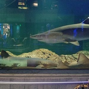 Shark Alley from Blacktip Reef