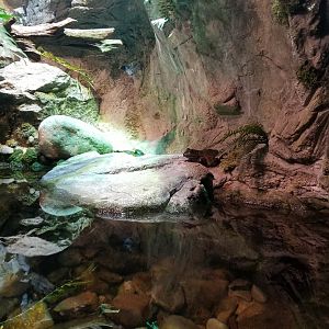 Allegheny Stream: American bullfrog