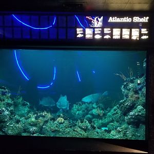Atlantic Shelf tank