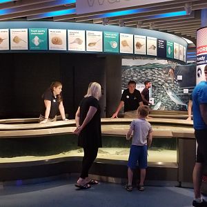 Living Seashore Touch Pool