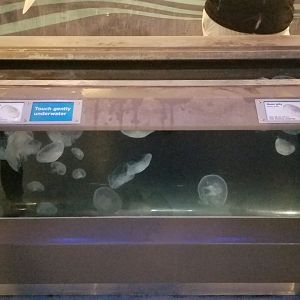 Moon Jelly Touch Tank