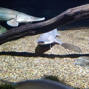 Surviving tank: Shovelnose Sturgeon