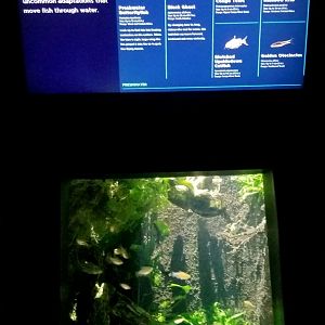 Moving tank, freshwater