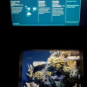 Moving tank, saltwater