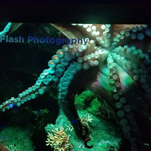 Giant Pacific Octopus
