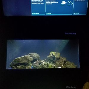 Adapting: Burrowing (top), Climbing (bottom)