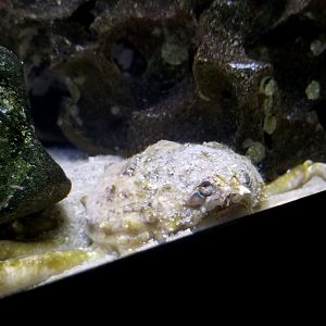 Longsnout Spider Crab