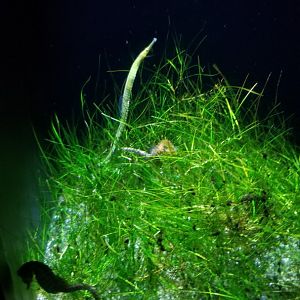 Adapting: Slurping: dusky pipefish, lined seahorse