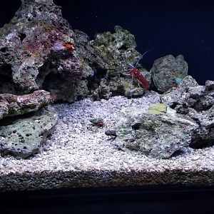 Adapting: Picking: debelius cleaner shrimp, red reef hermit crab