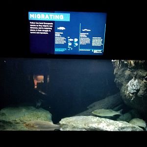 Migrating tank: American eel, striped bass