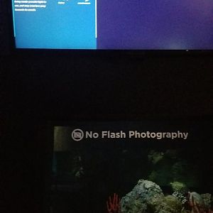 Sensing: Pineconefish