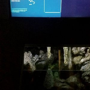 Sensing: Blind cavefish