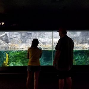 Sea Cliffs exhibit