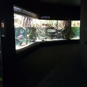 Entrance to Amazon River Forest