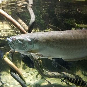 Amazon River Basin: Silver arawana