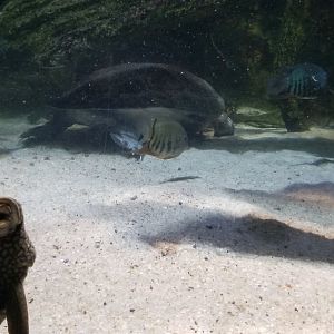 Amazon River Basin photobomb :)